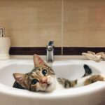 BLOG 1.1
